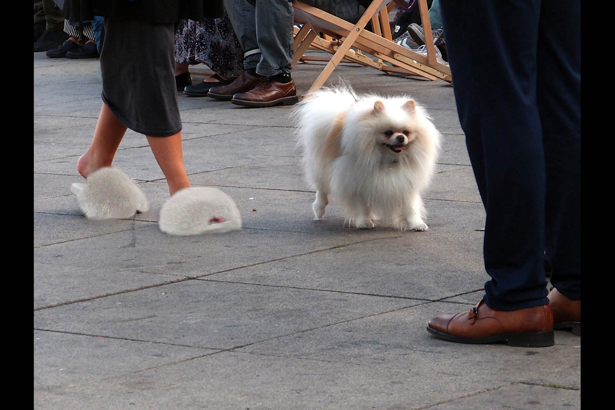 OLYMPUS DIGITAL CAMERA: 